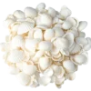 Snäckor