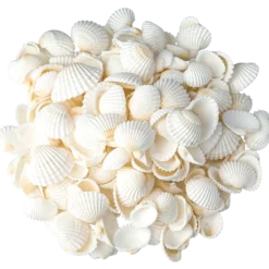 Snäckor