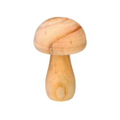 Svamp i trä